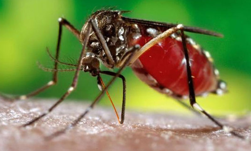 ডেঙ্গুতে এক দিনে সর্বোচ্চ ৩২৯ জন হাসপাতালে