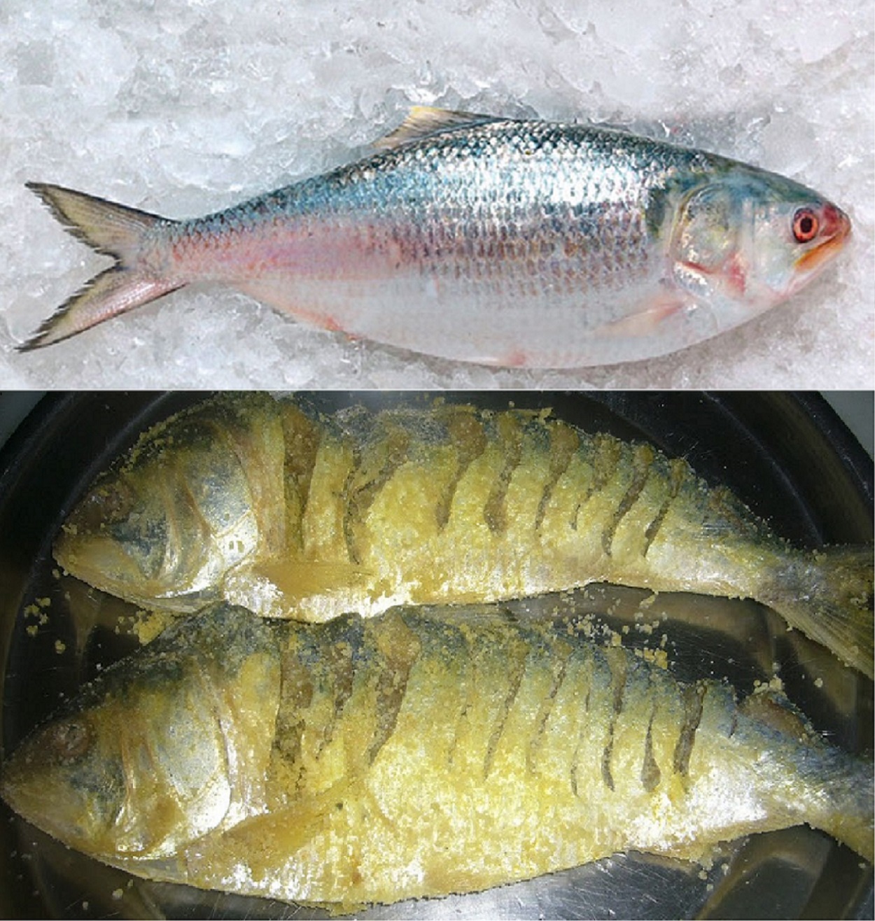 ইলিশের উৎপাদন এখন বিশ্বের বিস্ময়